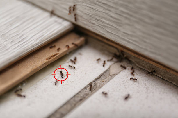 Pest Control Cost in Sundown, TX