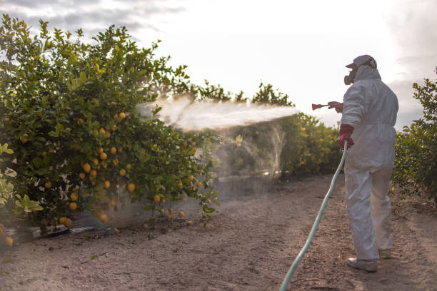 Best Wasp Removal Services  in Sundown, TX