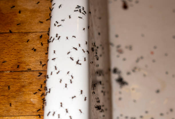 Professional Pest Control in Sundown, TX
