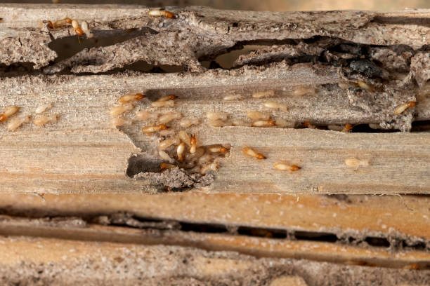 Best Termite Control Services  in Sundown, TX