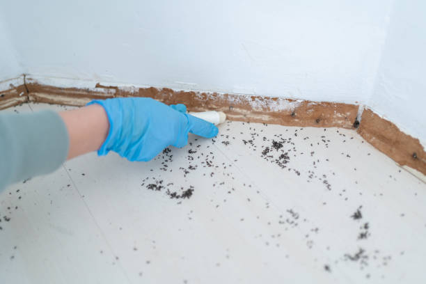 Best Mosquito Control Services  in Sundown, TX